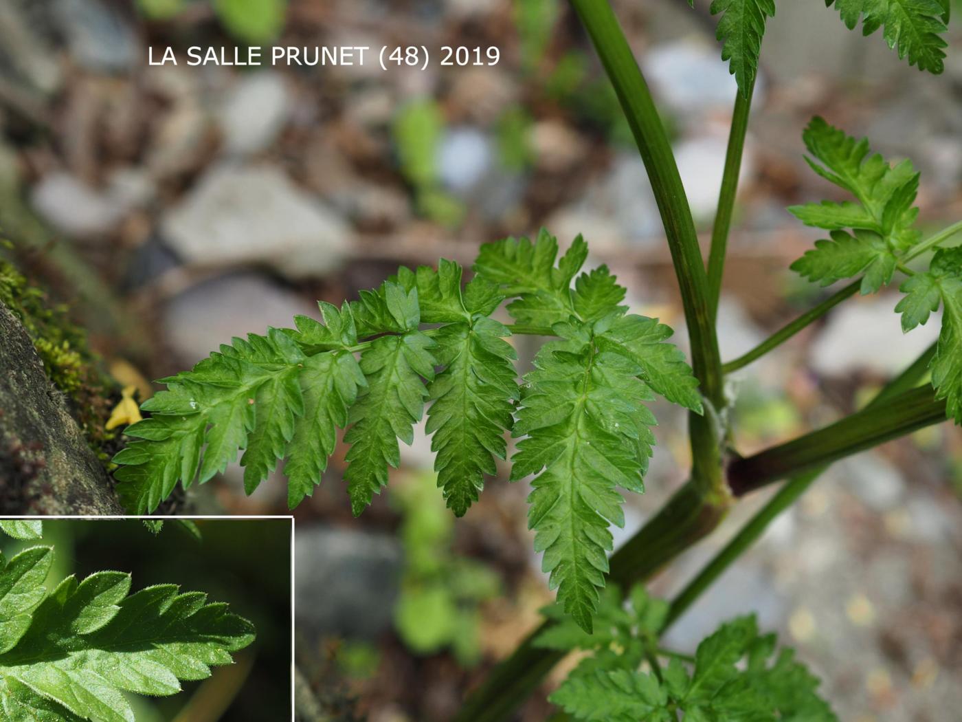 Cow Parsley leaf